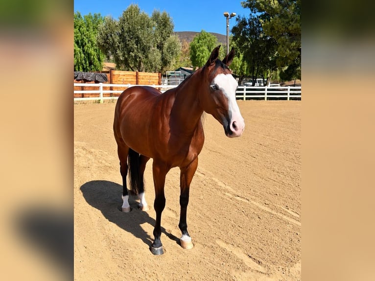 American Quarter Horse Merrie 2 Jaar Roodbruin in Ramona