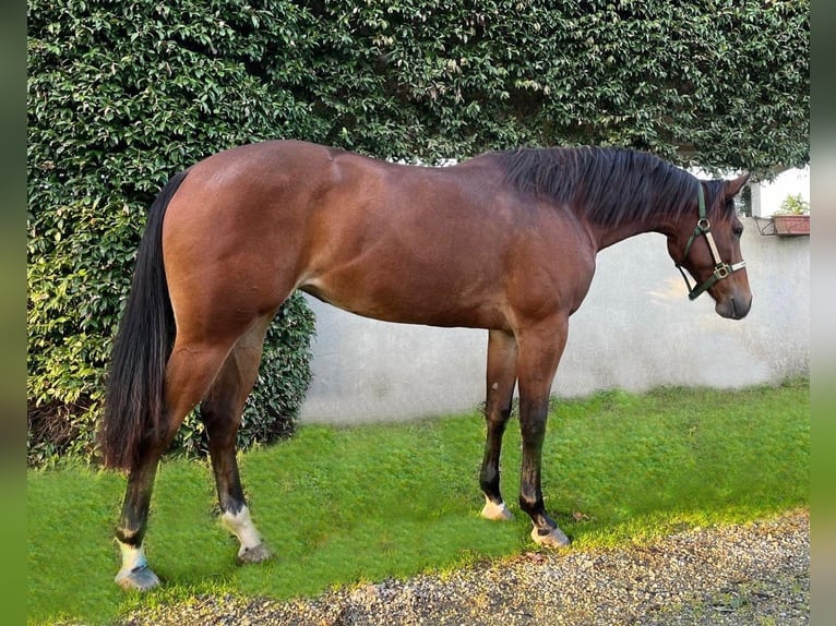 American Quarter Horse Merrie 2 Jaar Roodbruin in Cremona