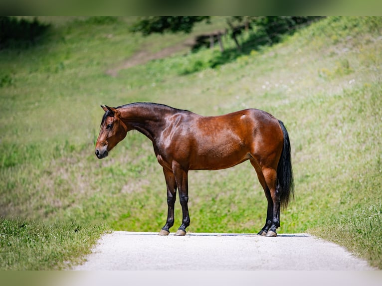 American Quarter Horse Merrie 2 Jaar Roodbruin in Vordereben