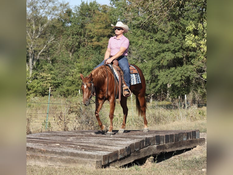 American Quarter Horse Merrie 2 Jaar Roodvos in Buffalo