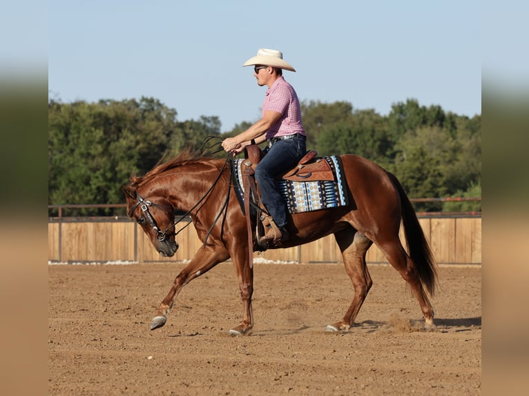 American Quarter Horse Merrie 2 Jaar Roodvos in Buffalo