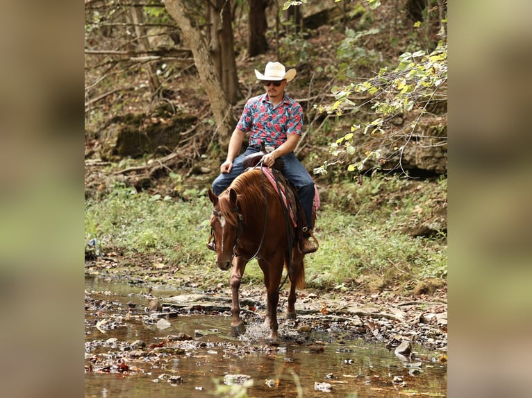 American Quarter Horse Merrie 2 Jaar Roodvos in Buffalo