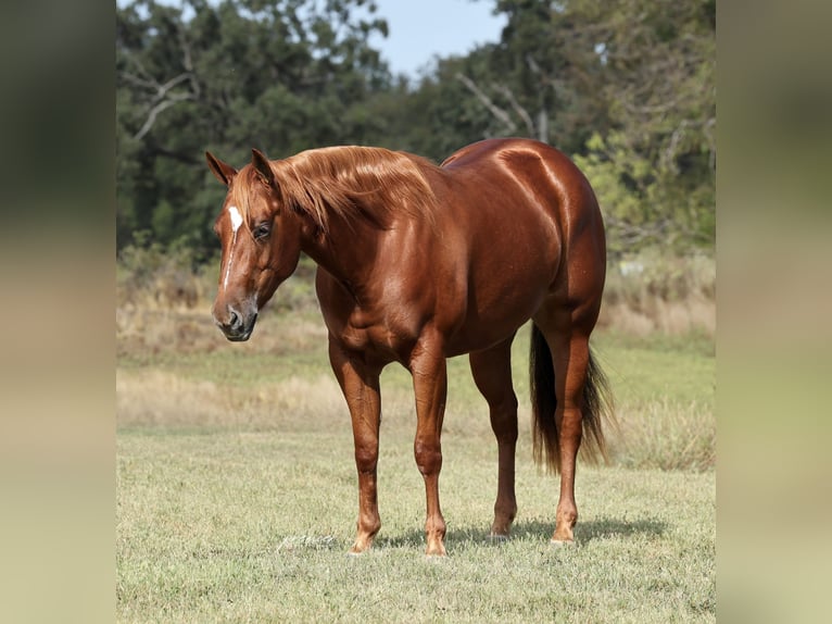American Quarter Horse Merrie 2 Jaar Roodvos in Buffalo