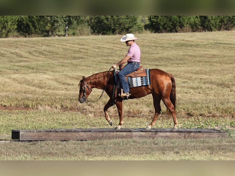 American Quarter Horse Merrie 2 Jaar Roodvos in Buffalo