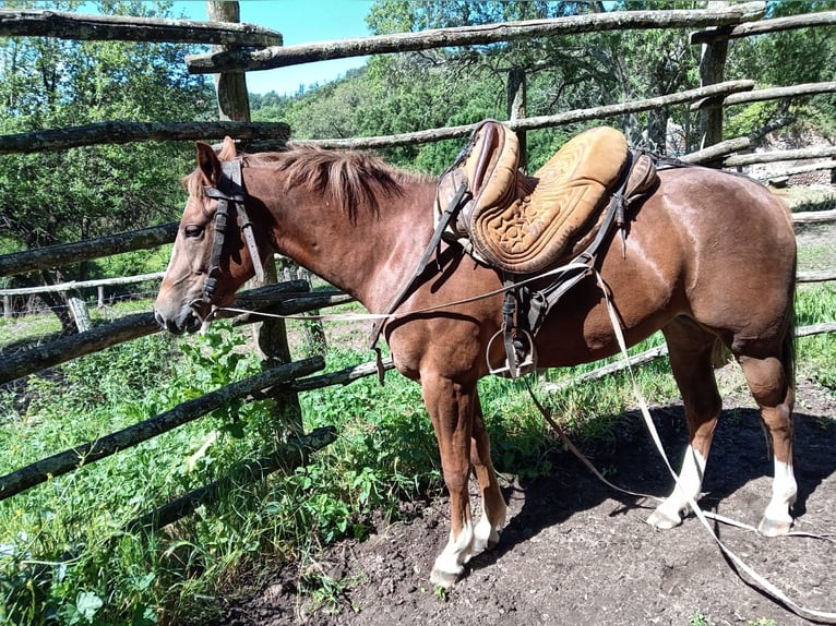 American Quarter Horse Merrie 2 Jaar Vos in Allumiere