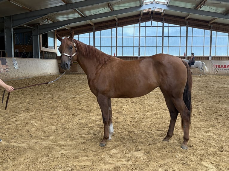 American Quarter Horse Merrie 2 Jaar Vos in Arnbruck