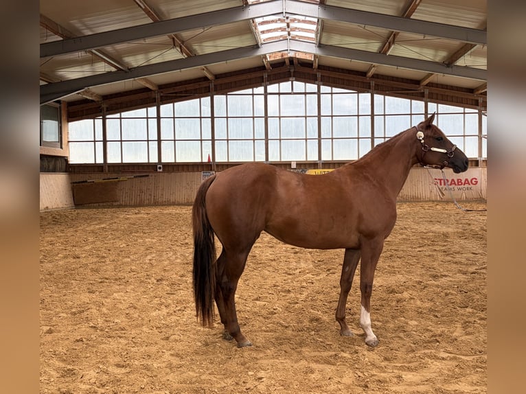American Quarter Horse Merrie 2 Jaar Vos in Arnbruck
