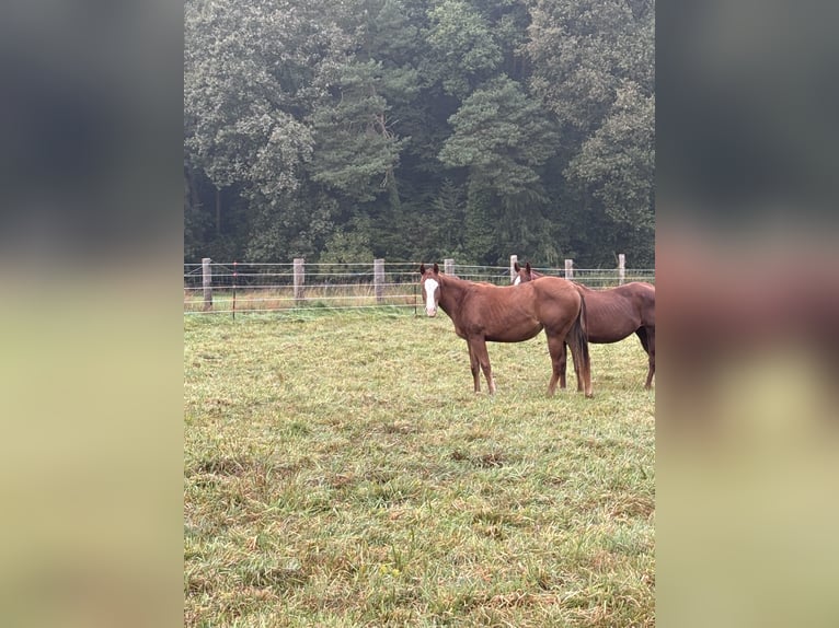 American Quarter Horse Merrie 2 Jaar Vos in Hagen im BremischenHagen im Bremischen