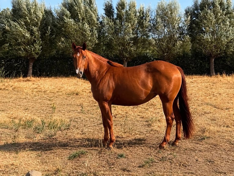 American Quarter Horse Merrie 2 Jaar Vos in Nieuwrode