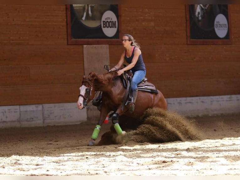 American Quarter Horse Merrie 2 Jaar Vos in Nieuwrode