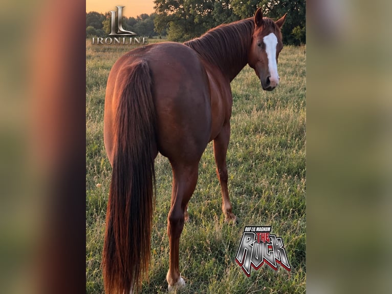 American Quarter Horse Merrie 2 Jaar Vos in Walldürn