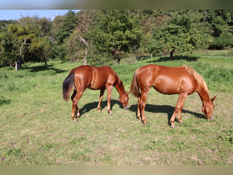American Quarter Horse Merrie 2 Jaar Vos in Neuwied