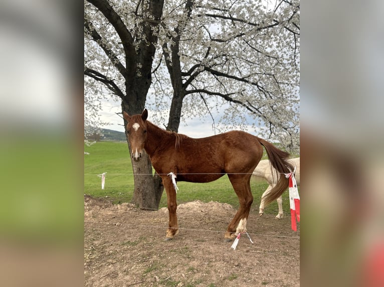 American Quarter Horse Merrie 2 Jaar Vos in Rosa