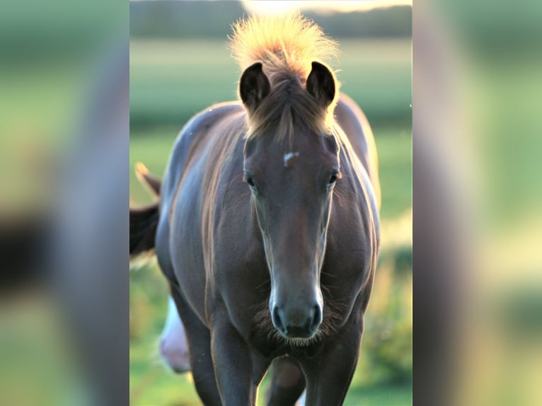 American Quarter Horse Merrie 2 Jaar Vos in Biberach an der Riß