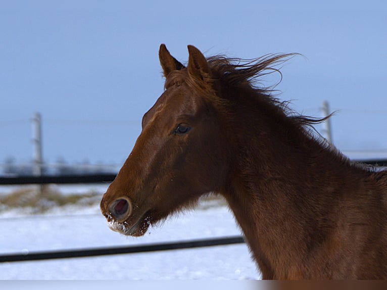 American Quarter Horse Merrie 2 Jaar Vos in Biberach an der Riß