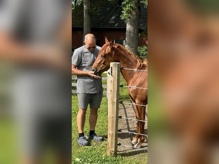 American Quarter Horse Merrie 2 Jaar Vos in WalsrodeWalsrode