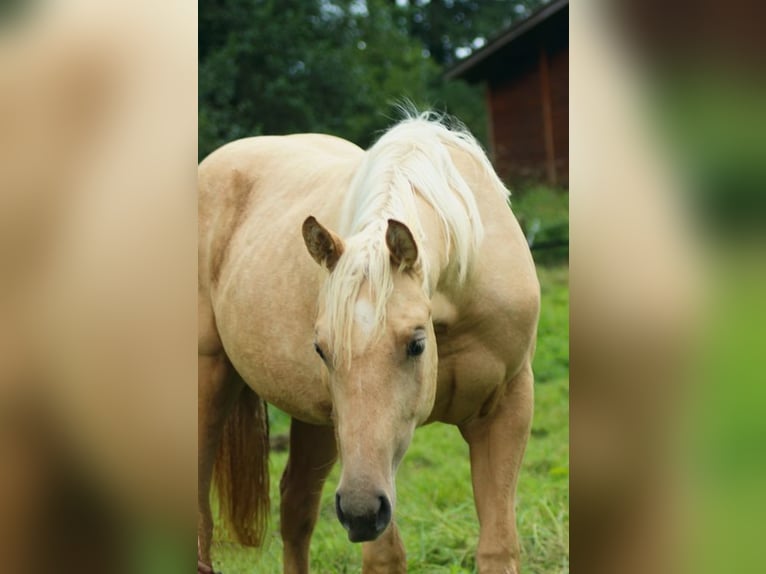 American Quarter Horse Merrie 2 Jaar in Laubach