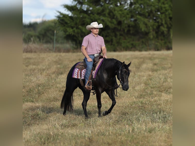 American Quarter Horse Merrie 2 Jaar Zwart in Buffalo