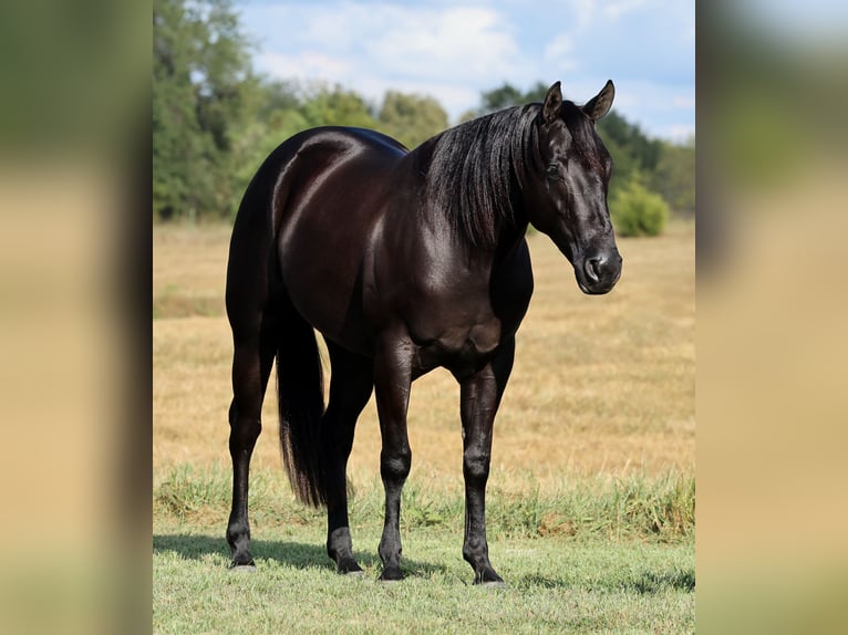 American Quarter Horse Merrie 2 Jaar Zwart in Buffalo