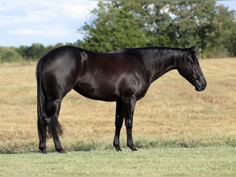 American Quarter Horse Merrie 2 Jaar Zwart in Buffalo
