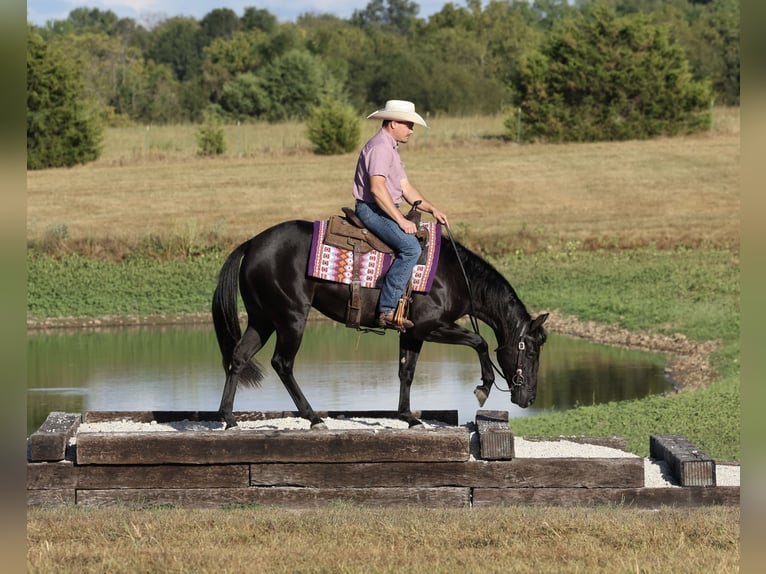 American Quarter Horse Merrie 2 Jaar Zwart in Buffalo