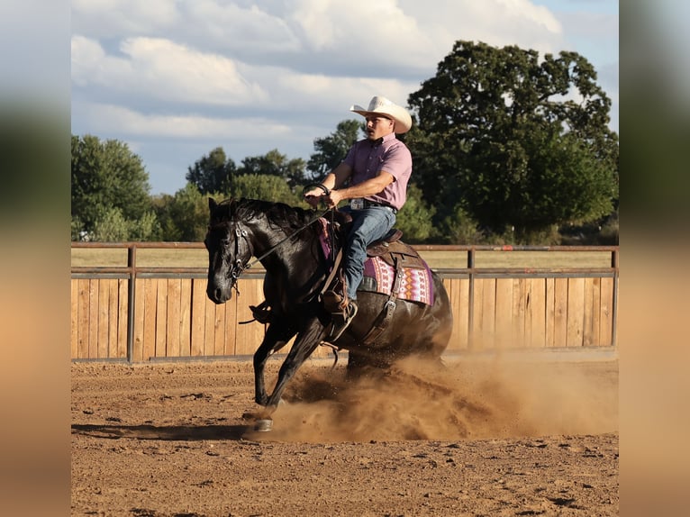 American Quarter Horse Merrie 2 Jaar Zwart in Buffalo
