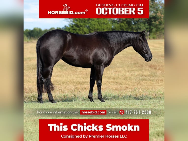 American Quarter Horse Merrie 2 Jaar Zwart in Buffalo