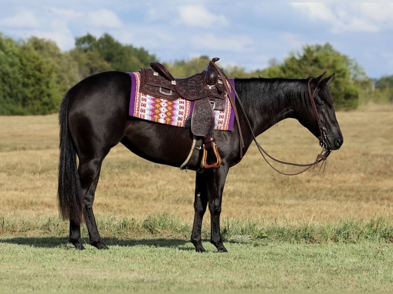 American Quarter Horse Merrie 2 Jaar Zwart in Buffalo
