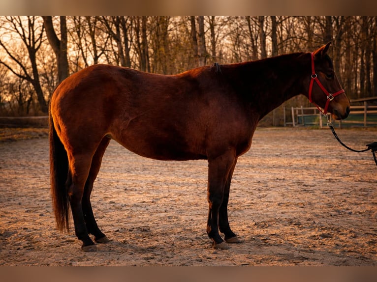 American Quarter Horse Merrie 3 Jaar 140 cm Bruin in Duvensee