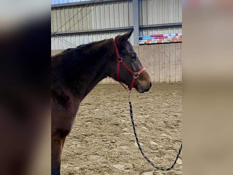 American Quarter Horse Merrie 3 Jaar 140 cm Bruin in Duvensee