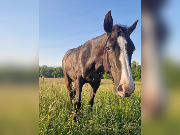 American Quarter Horse Mix Merrie 3 Jaar 140 cm Zwart in Stein