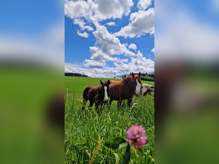 American Quarter Horse Mix Merrie 3 Jaar 140 cm Zwart in Stein