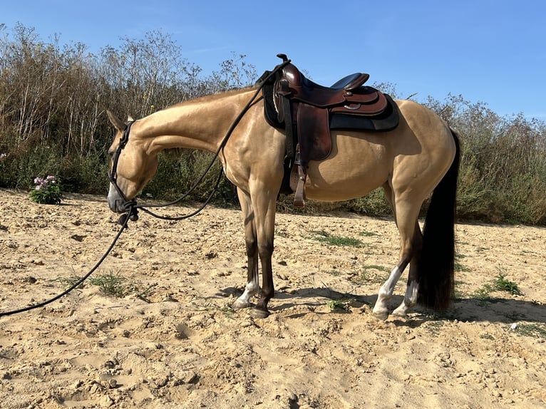 American Quarter Horse Merrie 3 Jaar 141 cm Buckskin in Rhinow