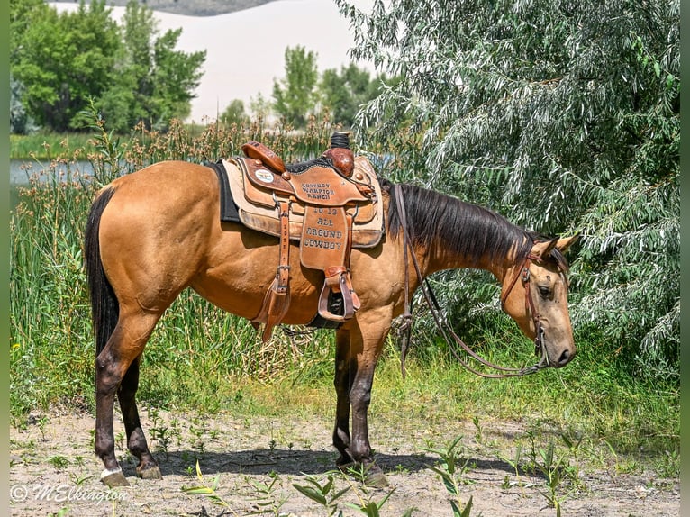 American Quarter Horse Merrie 3 Jaar 142 cm Buckskin in Rigby