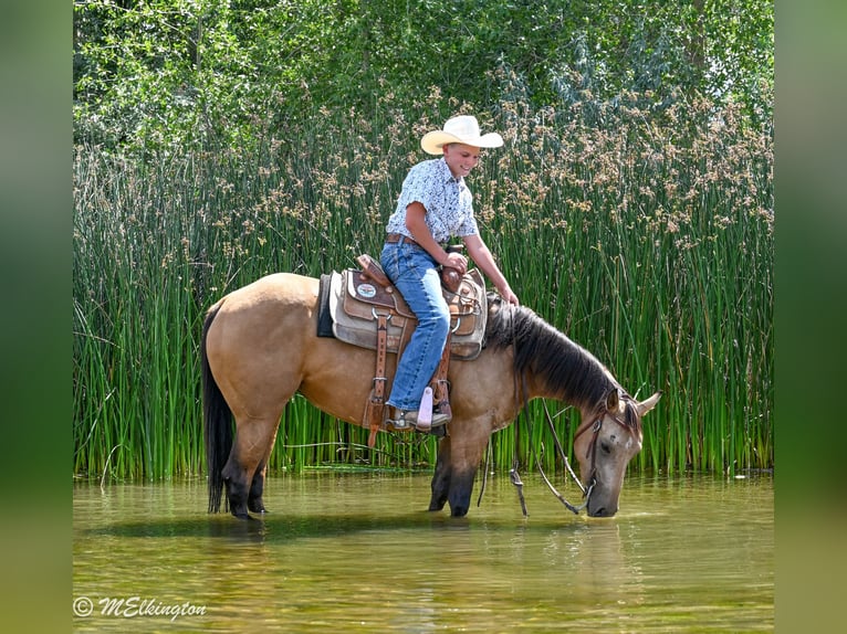 American Quarter Horse Merrie 3 Jaar 142 cm Buckskin in Rigby