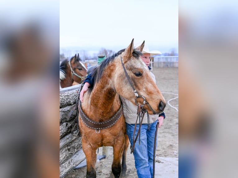 American Quarter Horse Merrie 3 Jaar 142 cm Buckskin in Rigby
