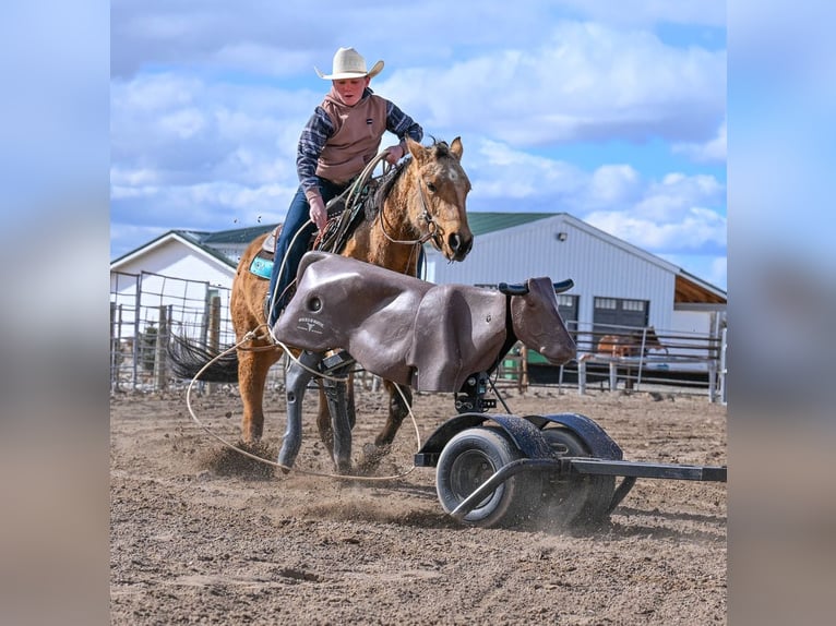 American Quarter Horse Merrie 3 Jaar 142 cm Buckskin in Rigby