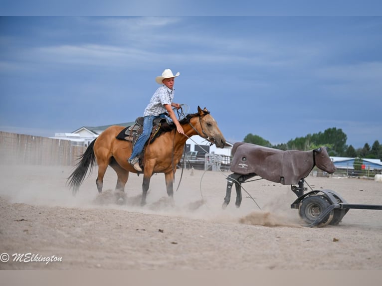 American Quarter Horse Merrie 3 Jaar 142 cm Buckskin in Rigby