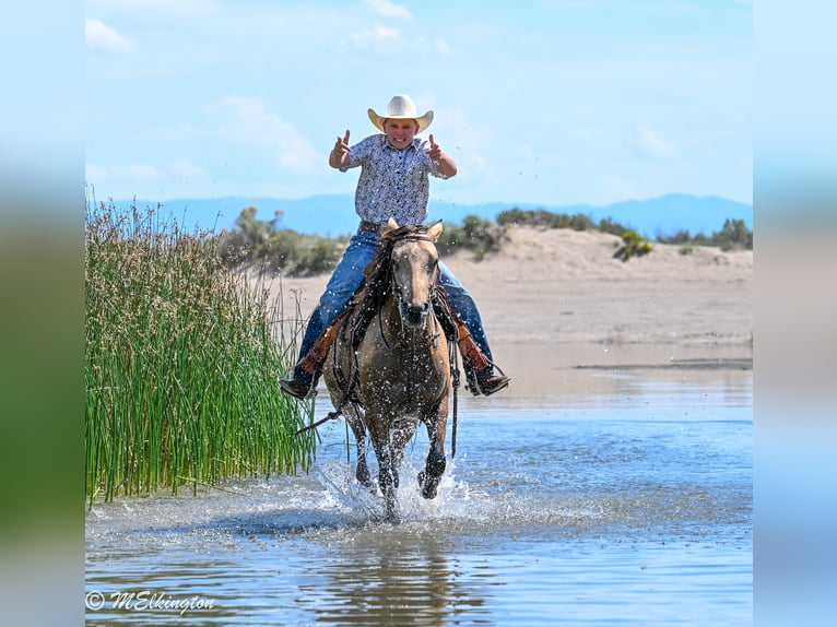 American Quarter Horse Merrie 3 Jaar 142 cm Buckskin in Rigby