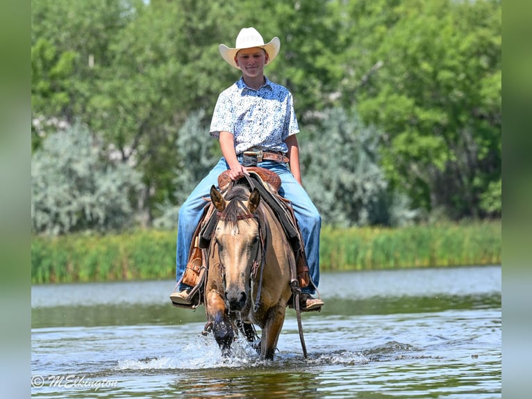 American Quarter Horse Merrie 3 Jaar 142 cm Buckskin in Rigby