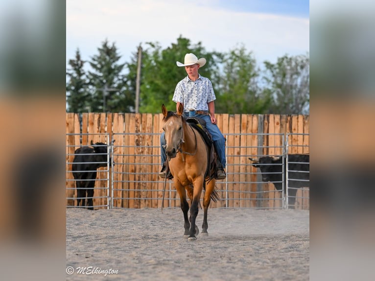 American Quarter Horse Merrie 3 Jaar 142 cm Buckskin in Rigby