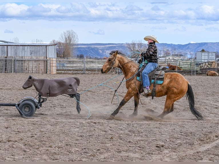 American Quarter Horse Merrie 3 Jaar 142 cm Buckskin in Rigby