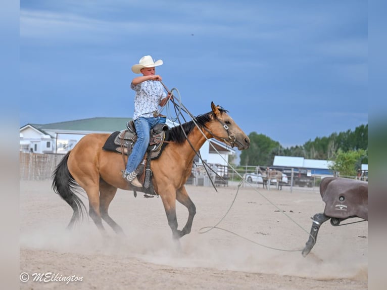 American Quarter Horse Merrie 3 Jaar 142 cm Buckskin in Rigby