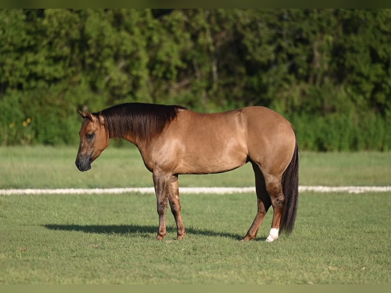 American Quarter Horse Merrie 3 Jaar 142 cm Red Dun in Waco, TX