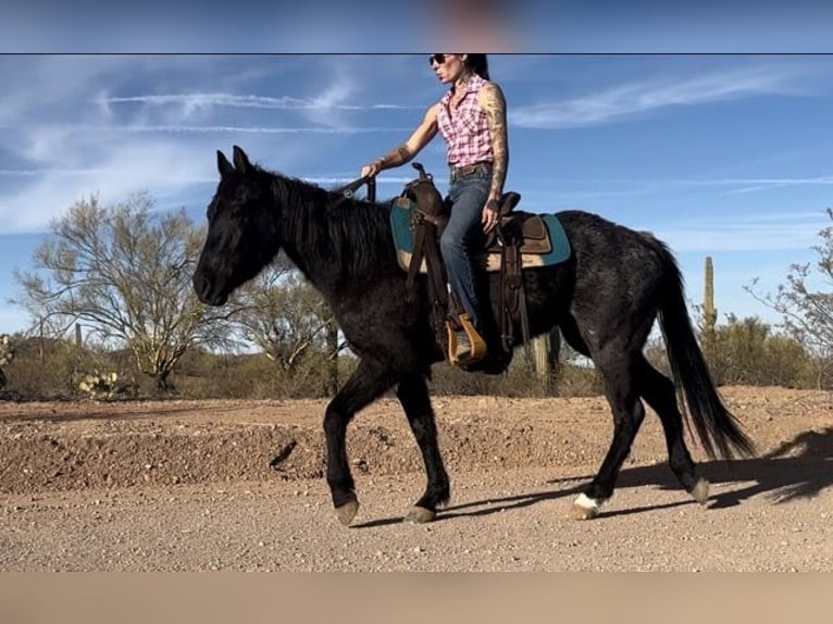 American Quarter Horse Merrie 3 Jaar 142 cm Roan-Blue in Marana