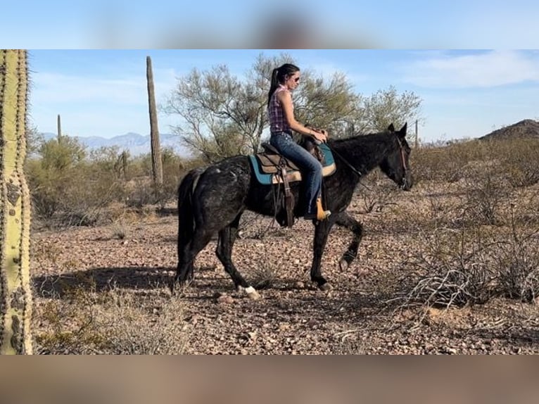 American Quarter Horse Merrie 3 Jaar 142 cm Roan-Blue in Marana