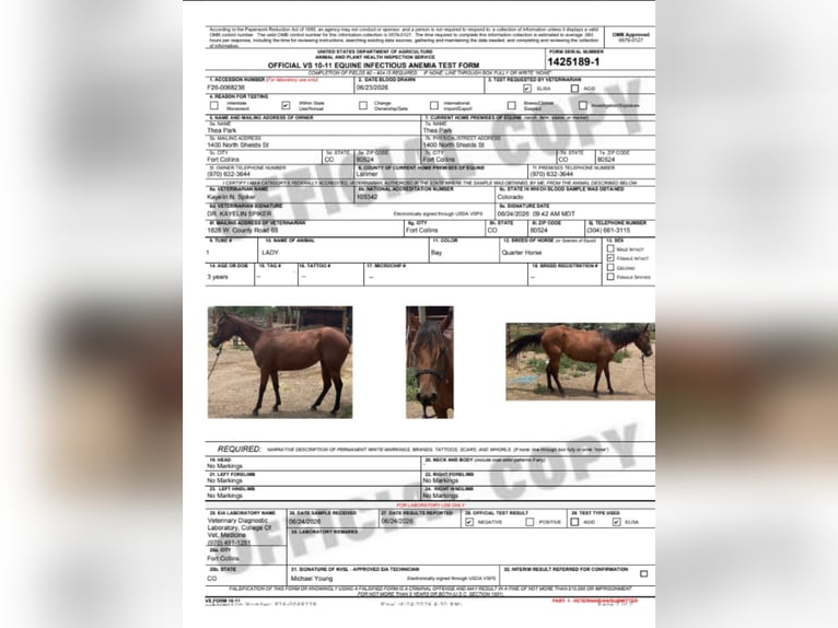 American Quarter Horse Merrie 3 Jaar 142 cm Roodbruin in Fort Collins
