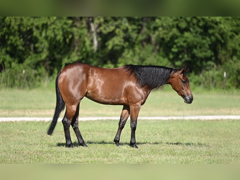 American Quarter Horse Merrie 3 Jaar 142 cm Roodbruin in Waco