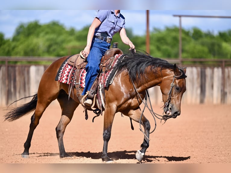American Quarter Horse Merrie 3 Jaar 142 cm Roodbruin in Waco