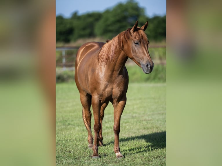 American Quarter Horse Merrie 3 Jaar 142 cm Roodvos in Ravenna